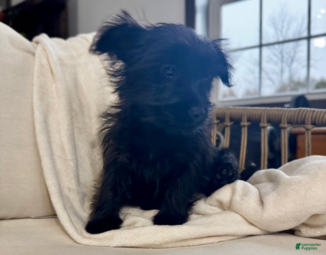 Yorkiepoo dogs for sale: Dakota - Ad 1