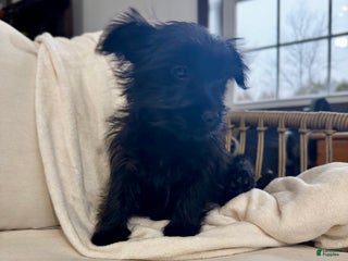 Yorkiepoo dogs Dakota - Ad 34
