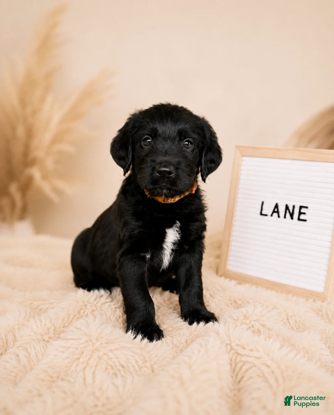Labradoodle dogs for sale: Lane - Ad 1
