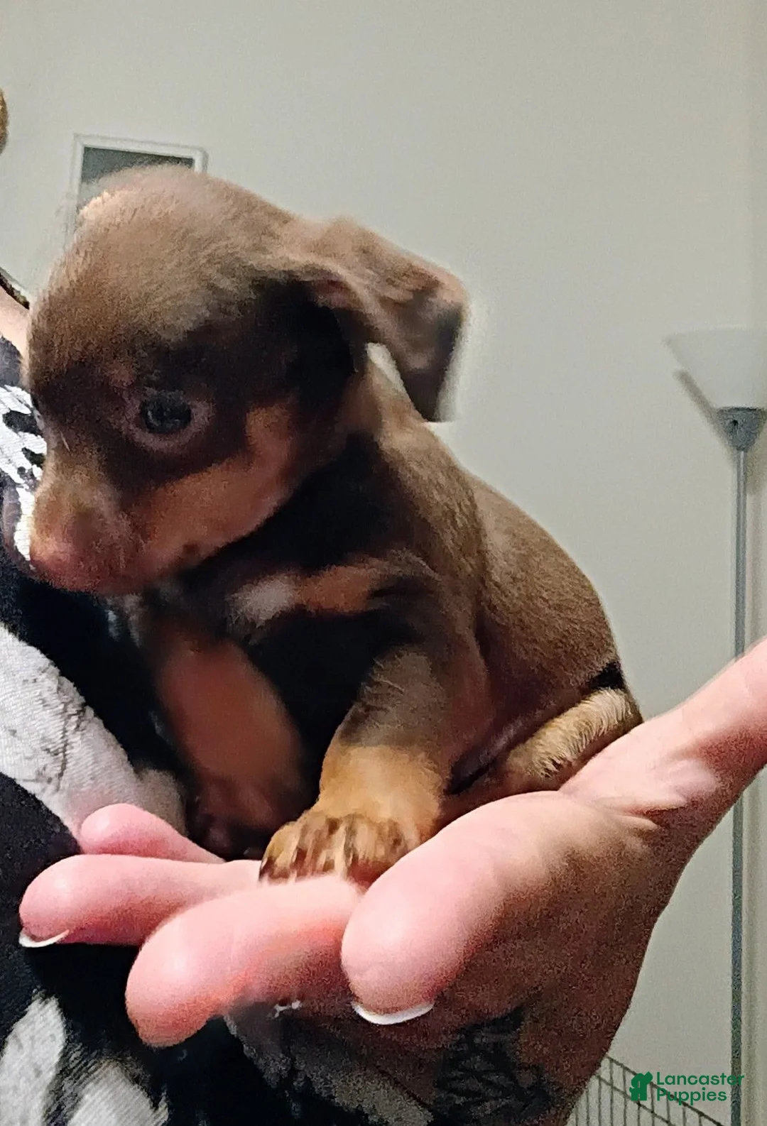 Chihuahua dogs for sale: Teddy - Ad 3