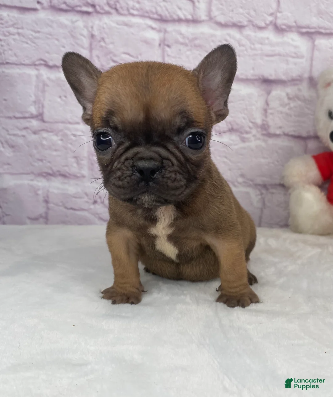 French Bulldog dogs for sale: Cup cake - Ad 1