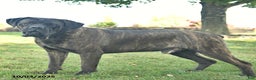 Cane Corso dogs for sale: Heather  - Ad 7