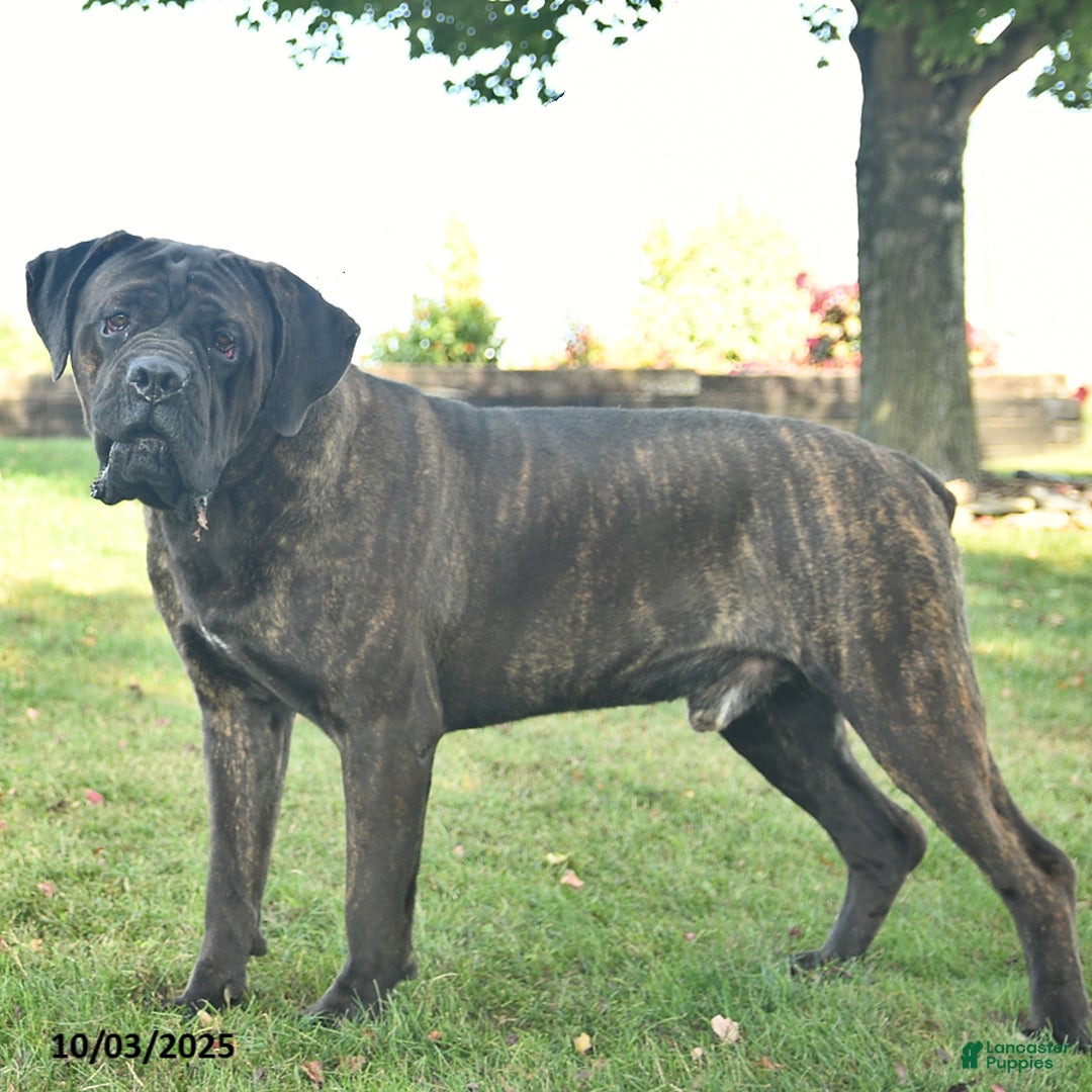 Cane Corso dogs for sale: Heather  - Ad 7