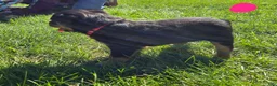 Rottweiler dogs for sale: Rottweiler pink collar female  - Ad 2