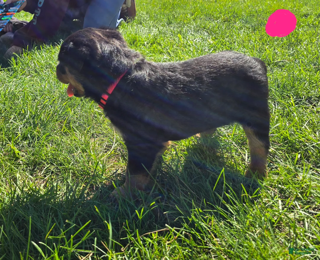 Rottweiler dogs for sale: Rottweiler pink collar female  - Ad 2