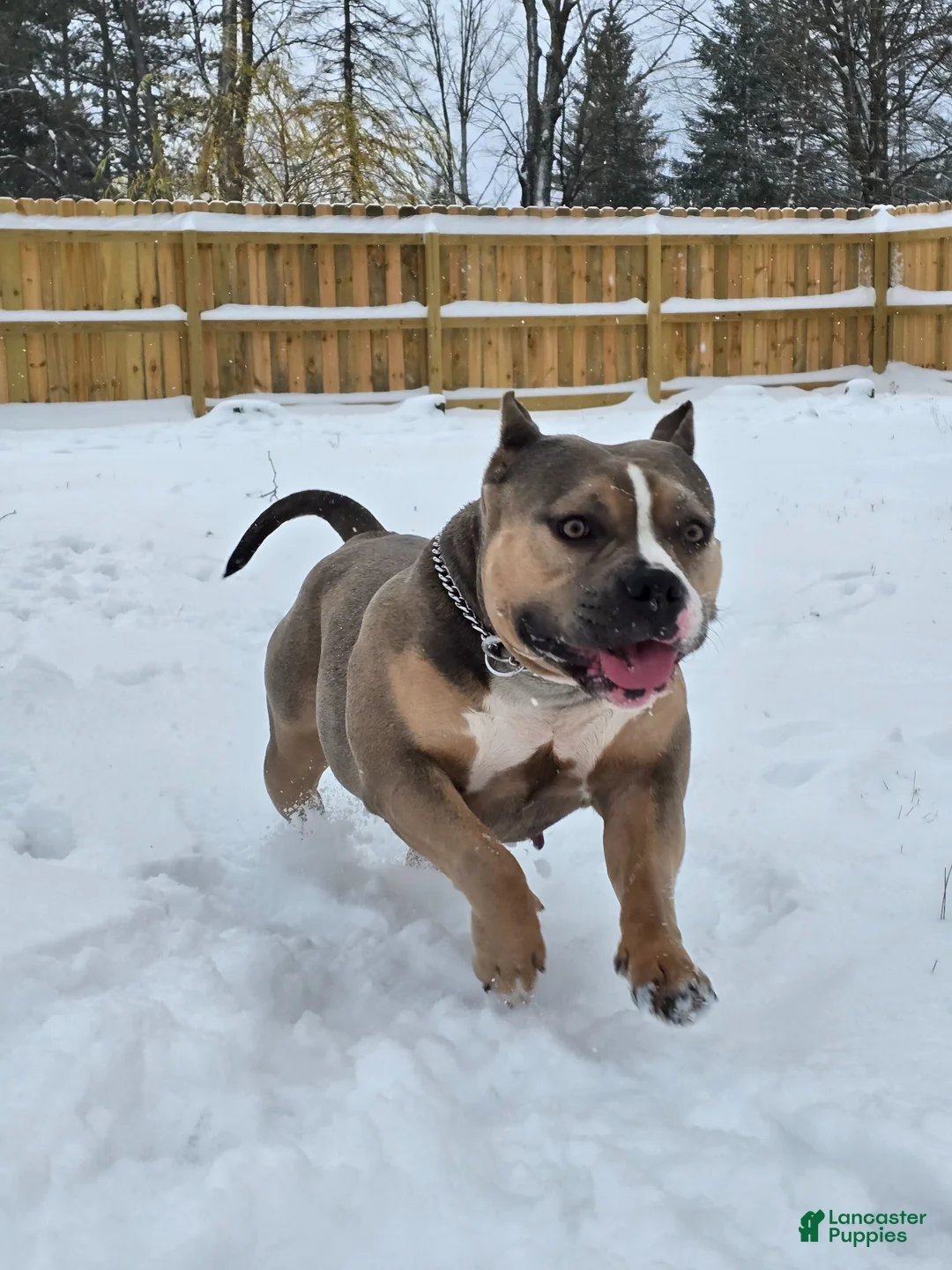 American Bully dogs for sale: Pixie - Ad 31