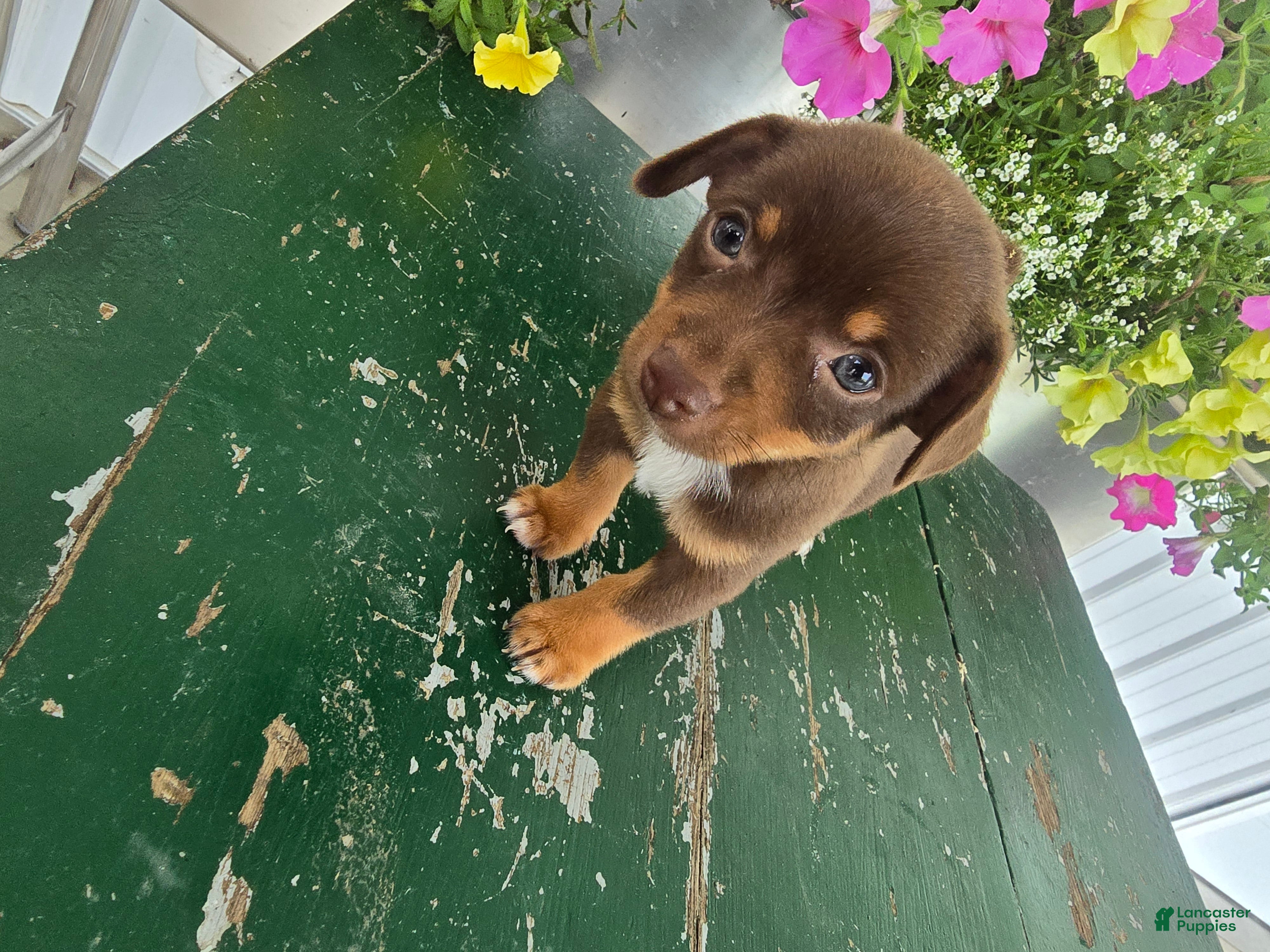 Chihuahua dogs Tyler - Ad 2