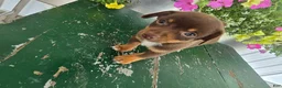 Chihuahua dogs for sale: Tyler - Ad 11