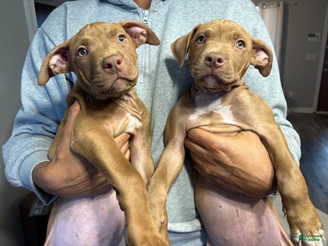 American Pit Bull Terrier dogs for sale: Amber - Ad 4