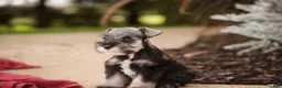 Miniature Schnauzer dogs for sale: Georgia Miniature Schnauzer - Ad 12