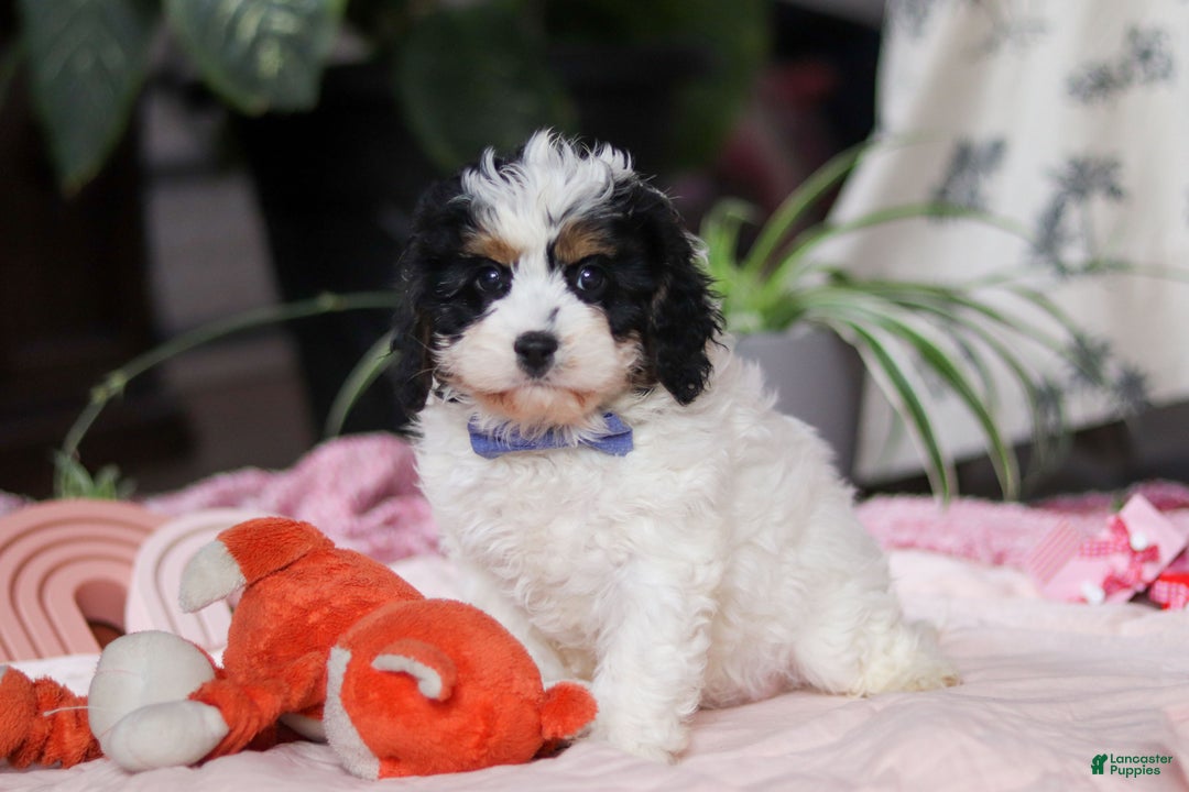 Cavapoo dogs for sale: Galen - Ad 1
