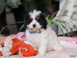 Cavapoo dogs Galen - Ad 3