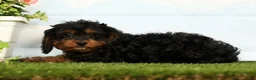 Cavapoo dogs for sale: Jet - Ad 5
