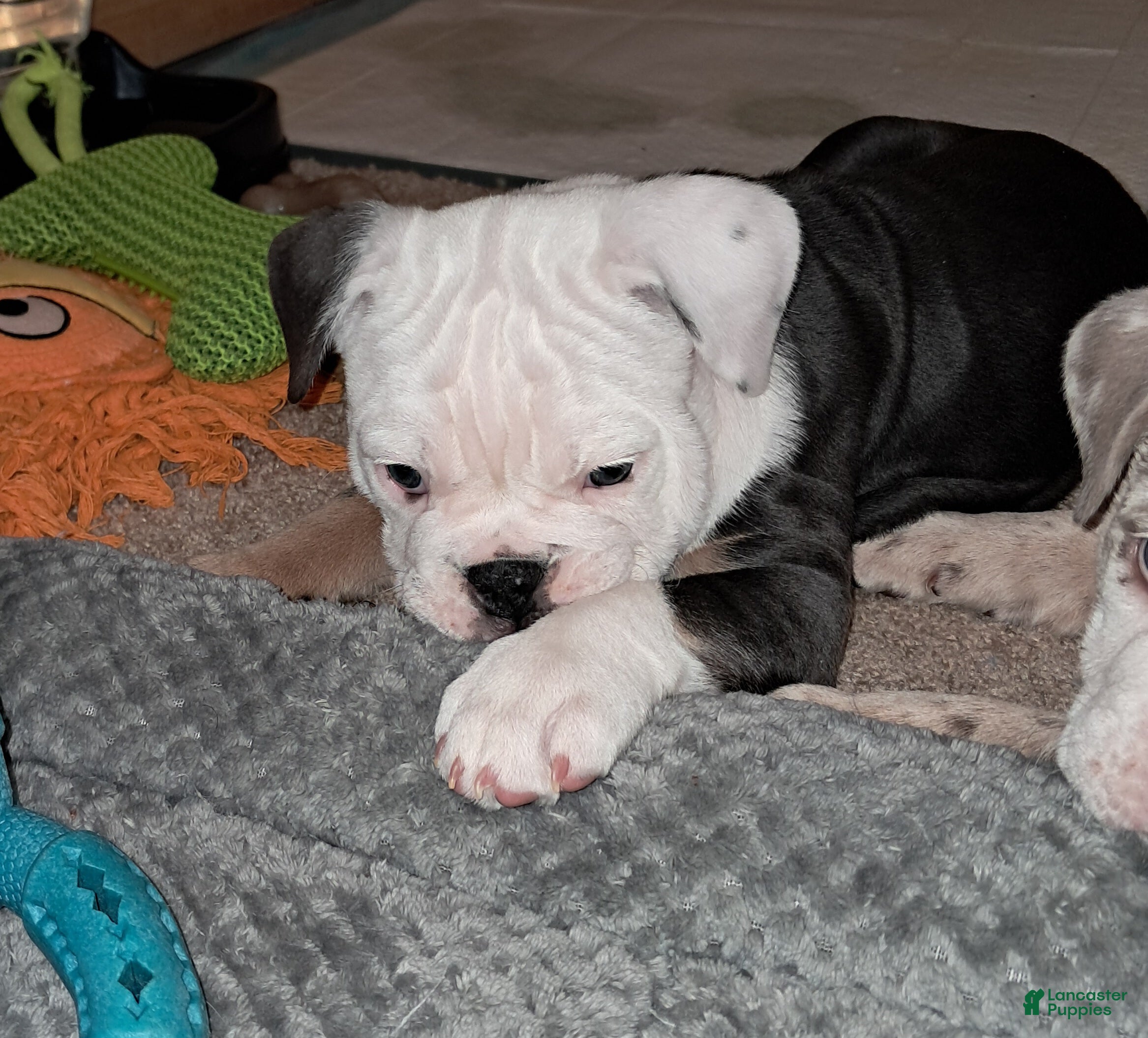 English Bulldog dogs Liberty - Ad 1