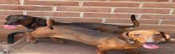 Dachshund dogs for sale: Heidi - Ad 6