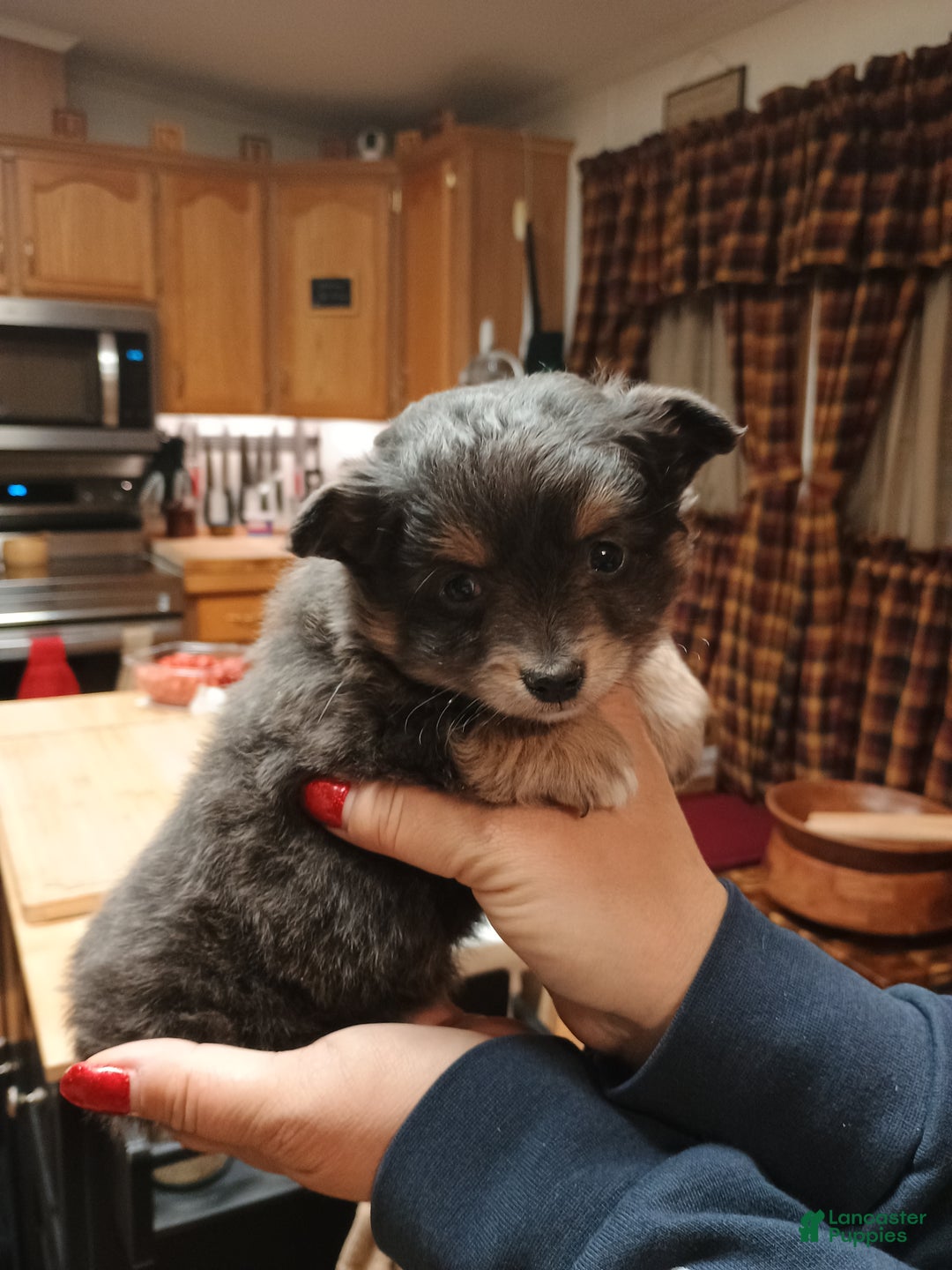 Chihuahua dogs for sale: Gizmo blue toy - Ad 8