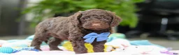 Goldendoodle dogs for sale: Bear - Ad 6