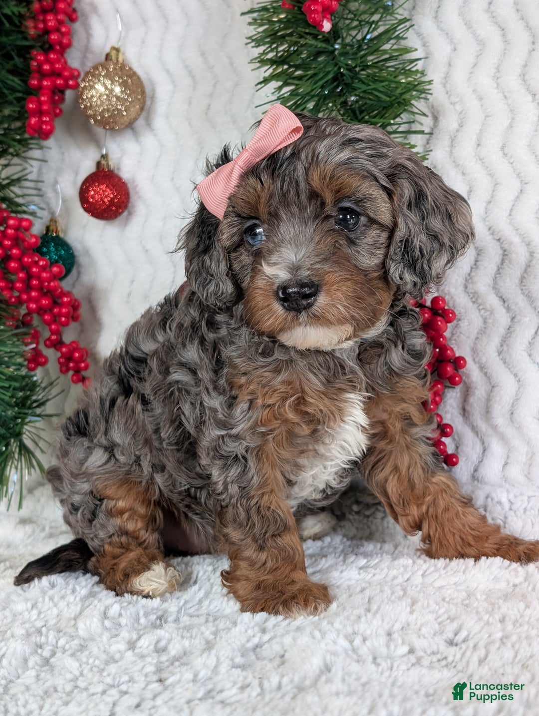 Cavapoo dogs for sale: Abby  - Ad 4
