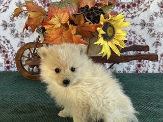 Pomeranian dogs - Ad 8