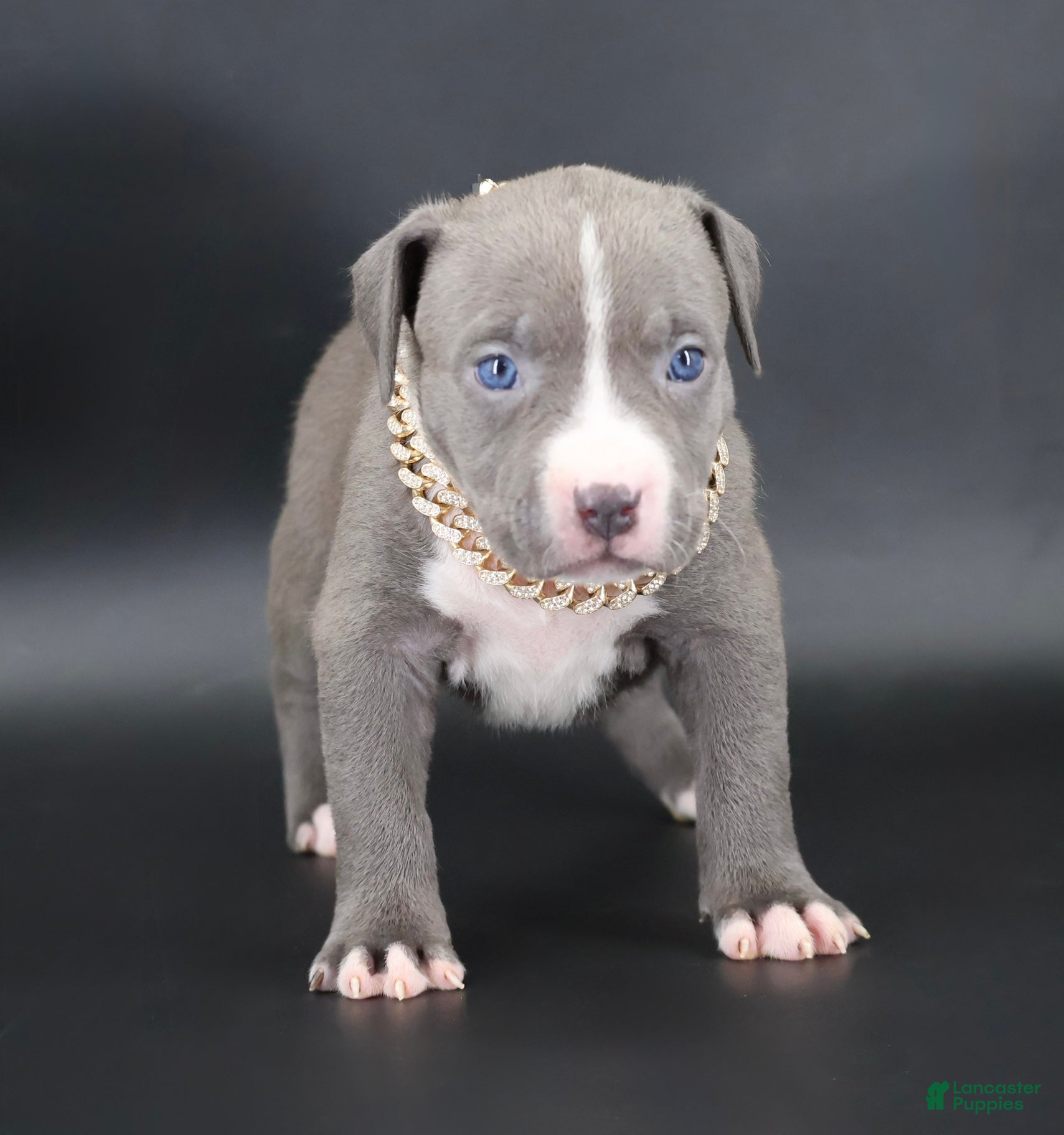 American Bully dogs Esther - XL - ABKC - Ad 1