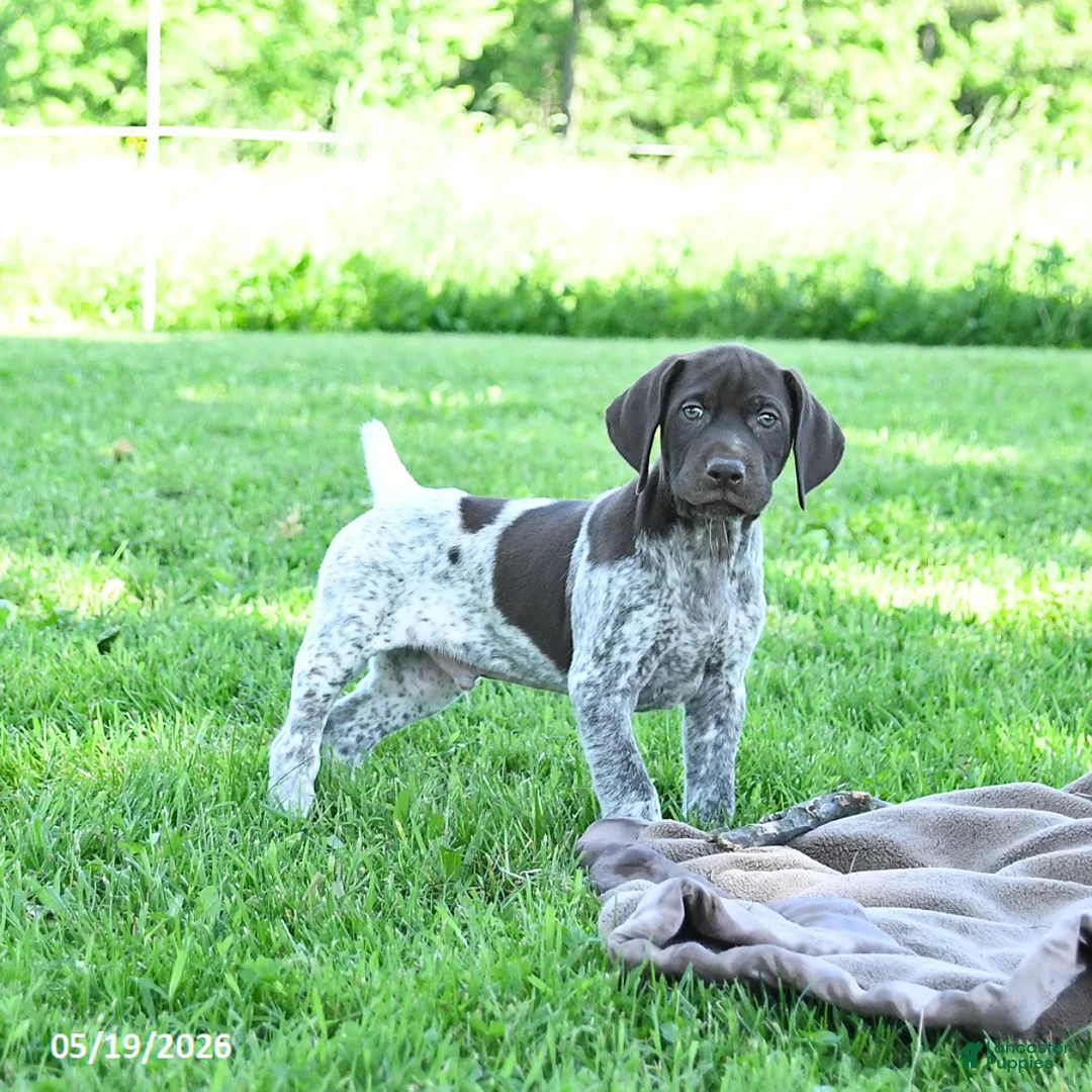 German Shorthaired Pointer dogs for sale: Rusty - Ad 1