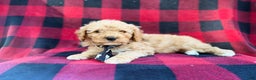 Cavapoo dogs for sale: Dexter - Ad 8