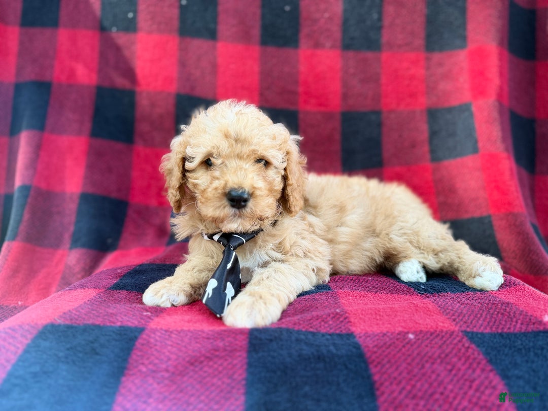 Cavapoo dogs for sale: Dexter - Ad 8