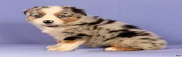 Miniature Australian Shepherd dogs for sale: Melissa - Ad 5