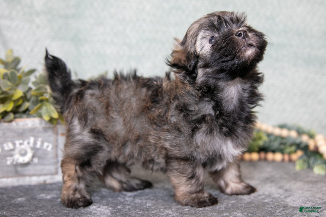 Havanese dogs for sale: Curly - Ad 2