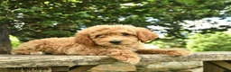Goldendoodle dogs for sale: Molly - Ad 5