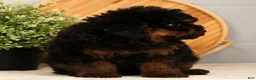 Toy Poodle dogs for sale: Snuggles - Ad 4
