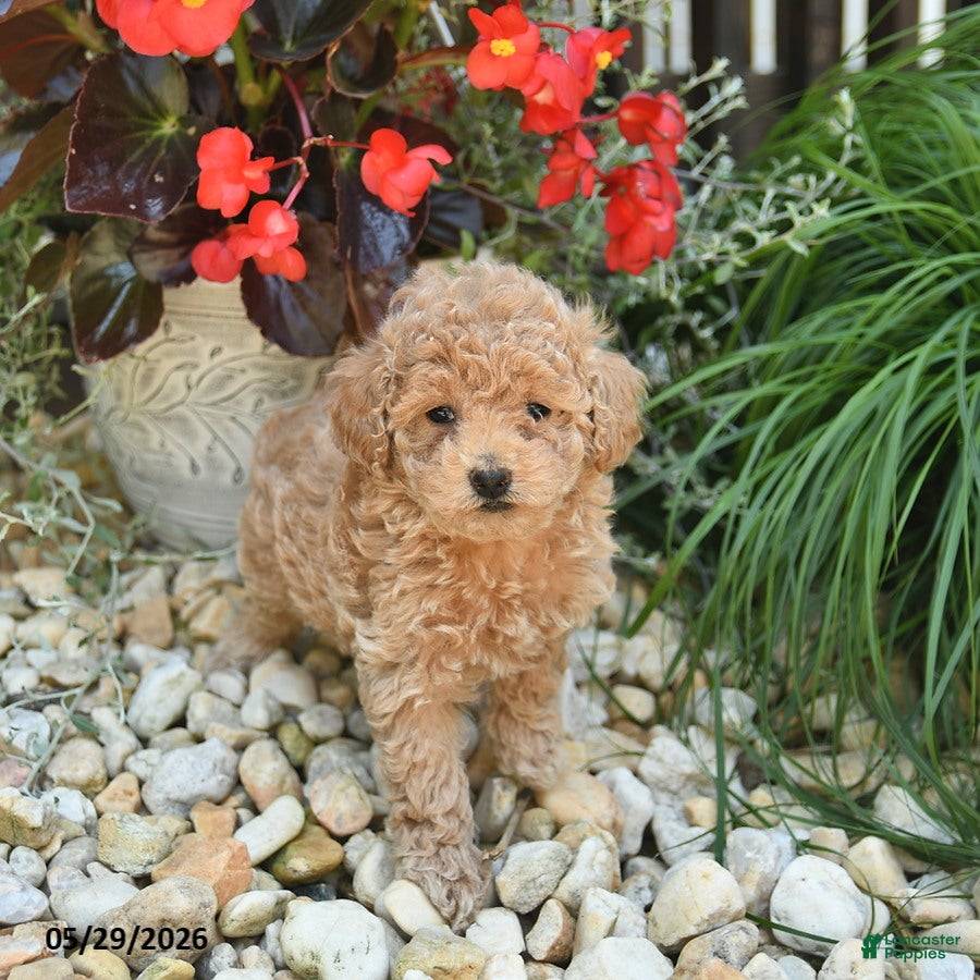 Toy Poodle dogs Jelly Bean - Ad 2