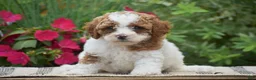 Miniature Poodle dogs for sale: Lola - Ad 3