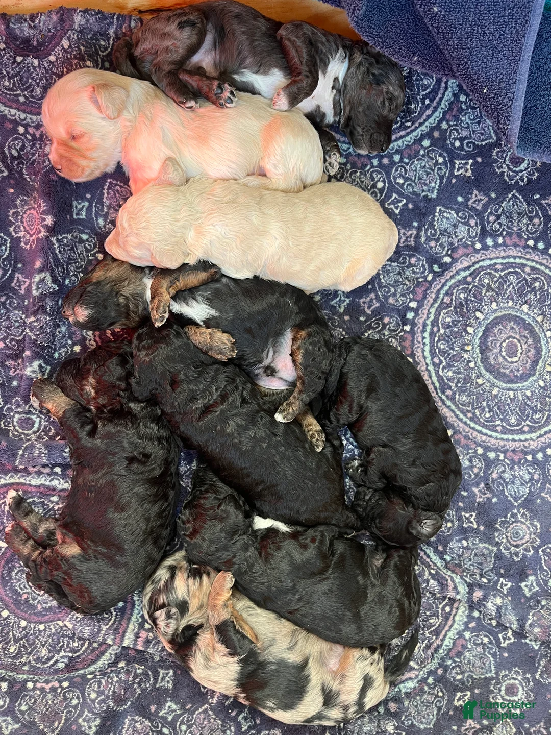 Goldendoodle dogs for sale: Mozzarello - Ad 4