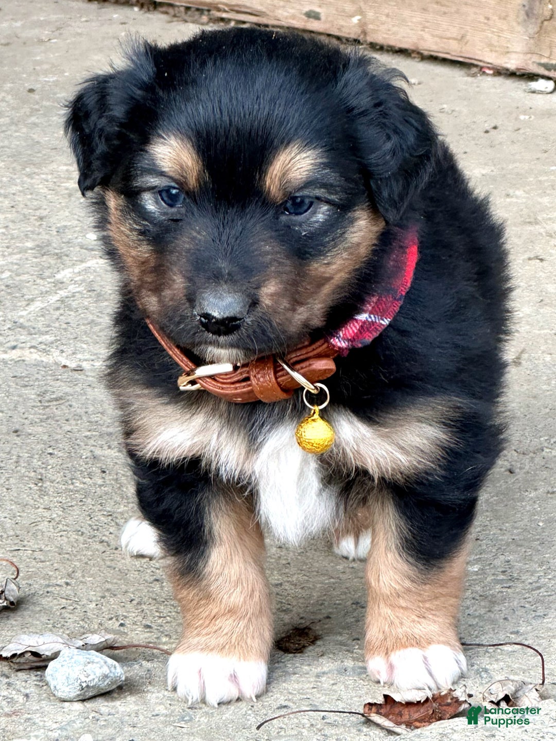 Miniature Australian Shepherd dogs for sale: Mistletoe - Ad 5