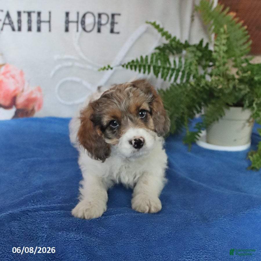 Cavapoo dogs Max - Ad 2