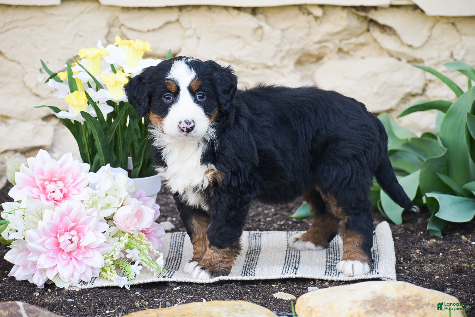 Bernese Mountain Dog dogs Sarah - Ad 2