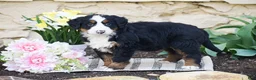 Bernese Mountain Dog dogs for sale: Sarah - Ad 2