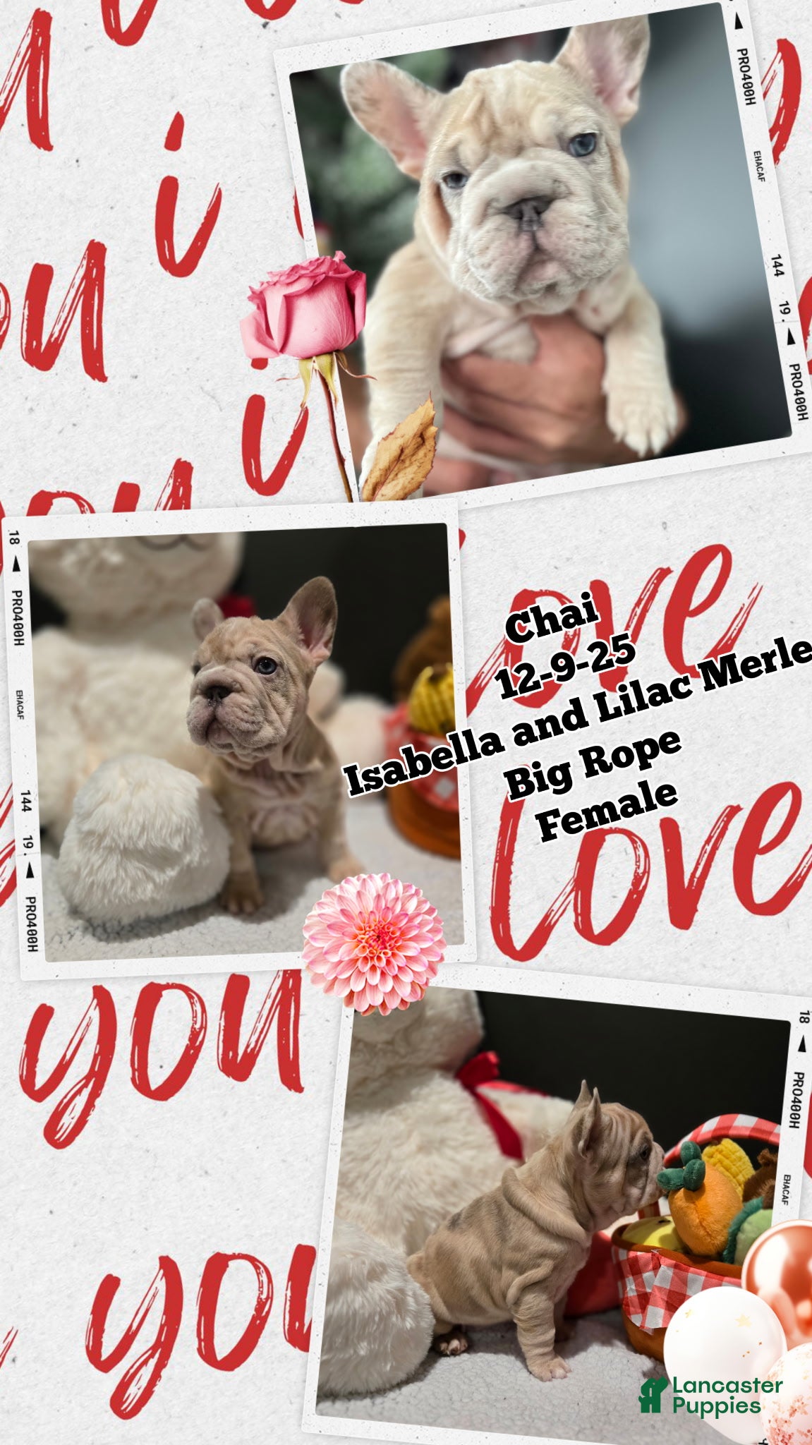 French Bulldog dogs French Bulldog Puppy 5 - Ad 8