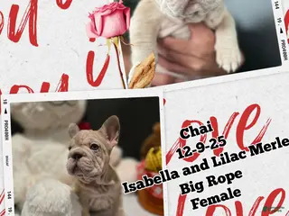 French Bulldog dogs French Bulldog Puppy 5 - Ad 8