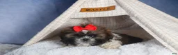 Shih Tzu dogs for sale: CHARLIE - Ad 15