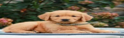 Golden Retriever dogs for sale: Mindy  - Ad 3