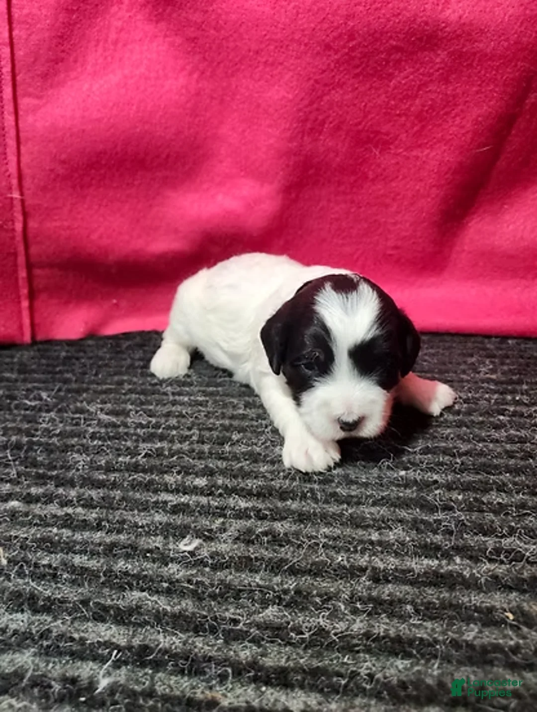 Bernedoodle dogs for sale: Jared - Ad 1