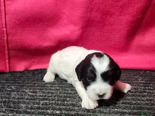 Bernedoodle dogs Jared - Ad 1