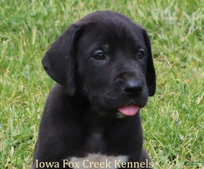 Great Dane dogs Max - Ad 35