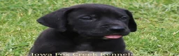 Great Dane dogs for sale: Max - Ad 1