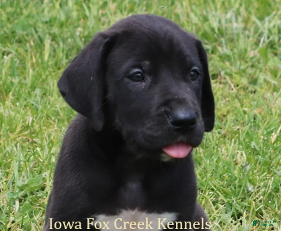 Great Dane dogs for sale: Max - Ad 1