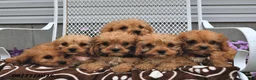 Cavapoo dogs for sale: Curious   - Ad 5