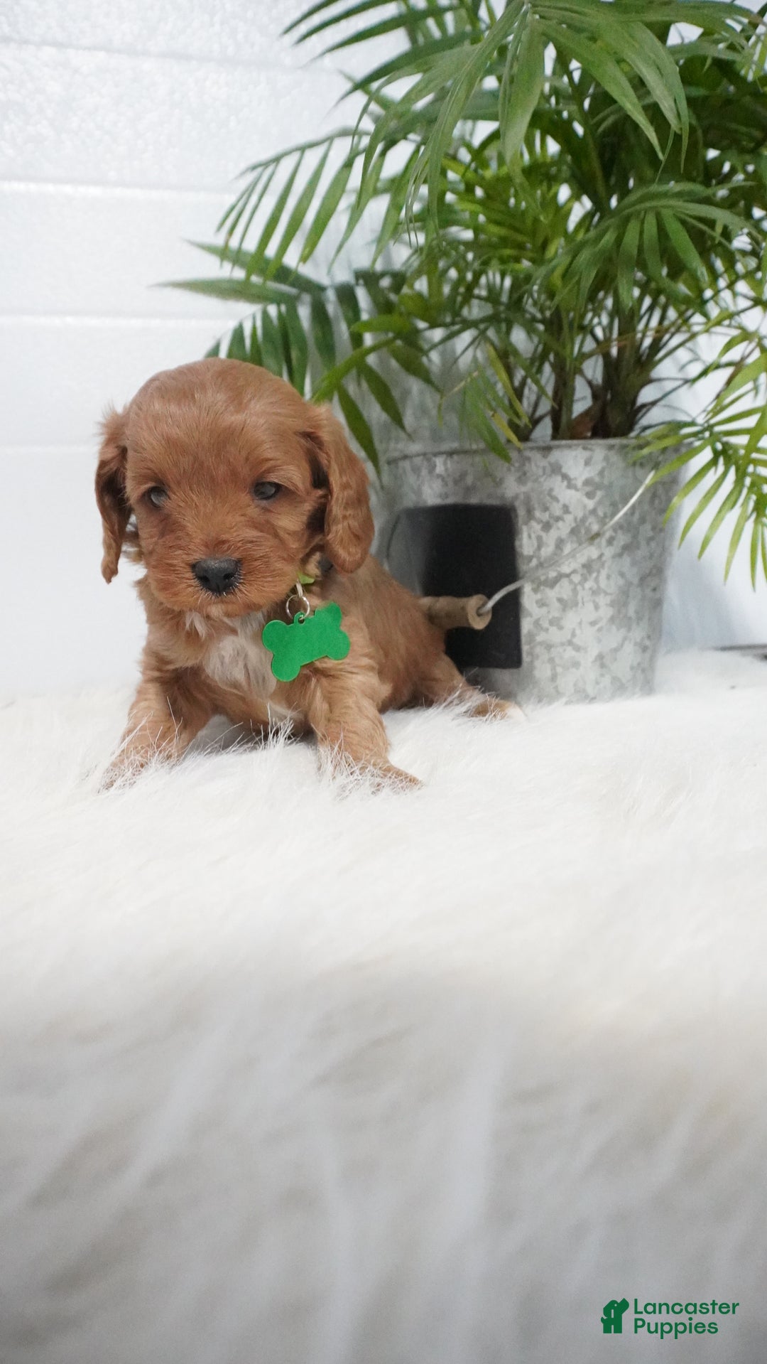 Cavapoo dogs for sale: Bryce  - Ad 4