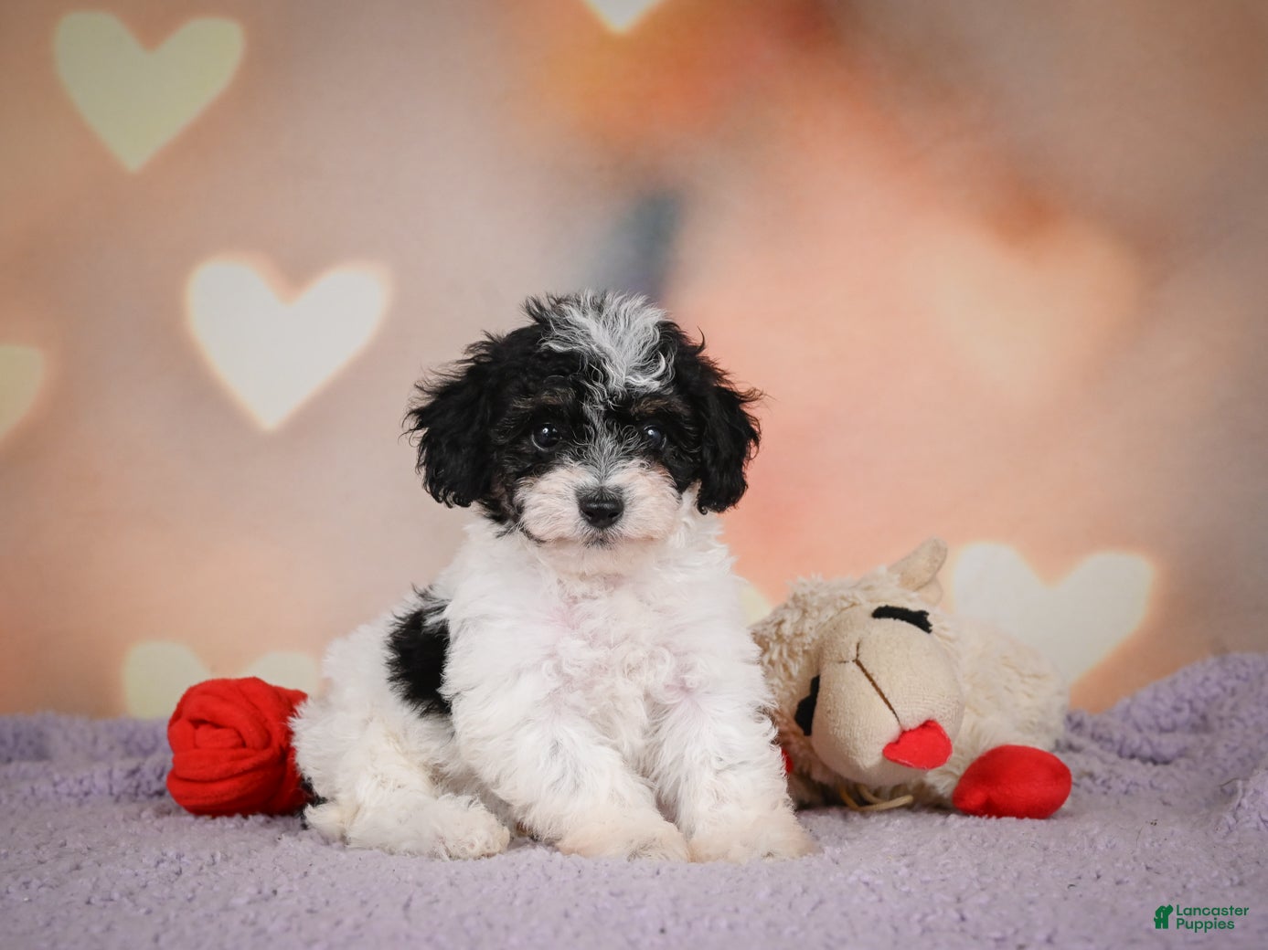 Maltipoo dogs Archie - Ad 1